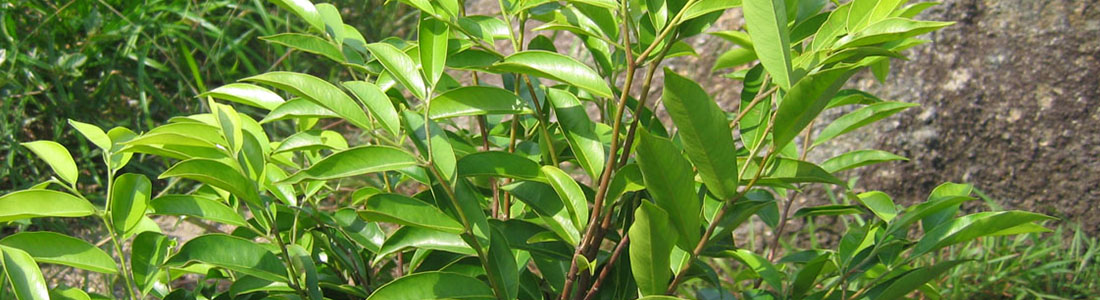 沉香葉的生物活性